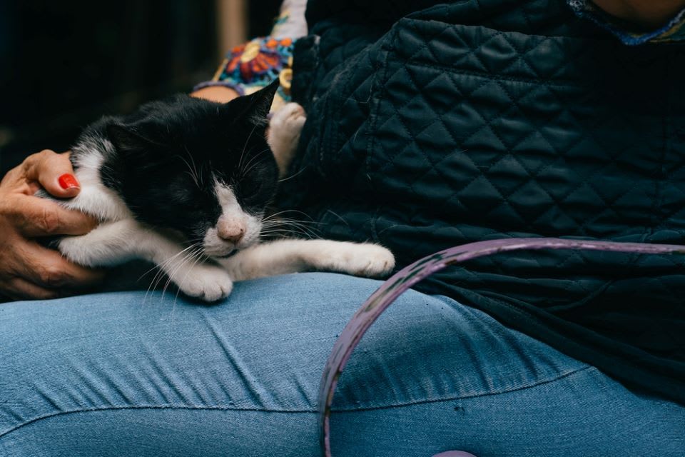 Elderly black & white cat sits in older lady's lap